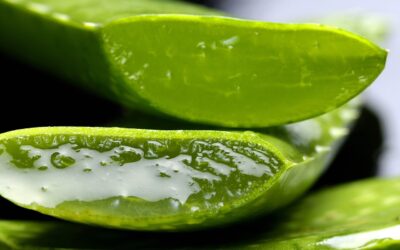 Aloe Vera – Hautpflege, Medizin, Raumluftfilter, heilendes Gleitgel