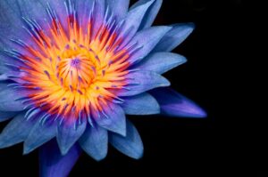 blauer-lotus