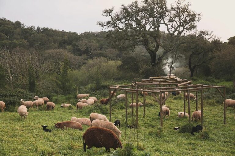 Snapinsta.app 429779818 18425112328013919 5157193001287864854 n 1080 768x512