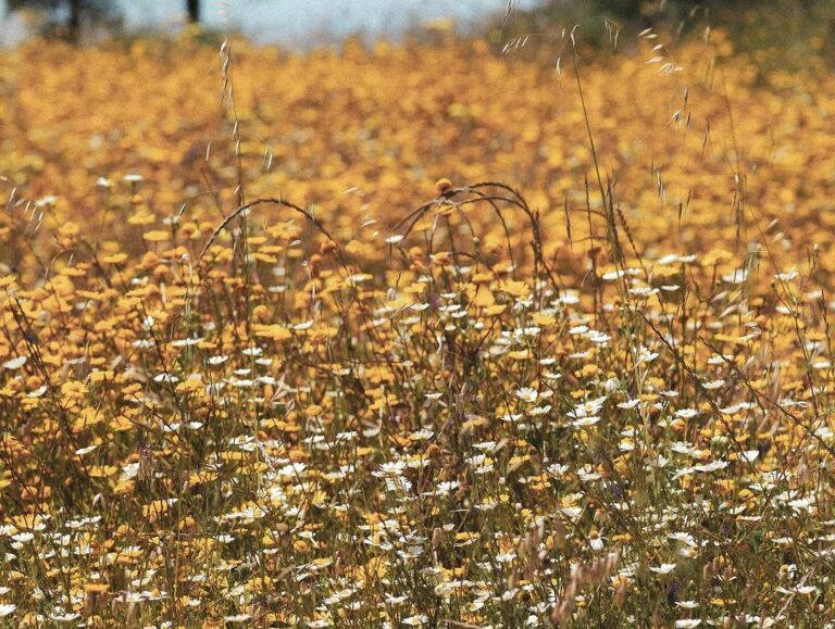 Snapinsta.app 441458587 18437713285013919 8986268185114182663 n 1080 768x579