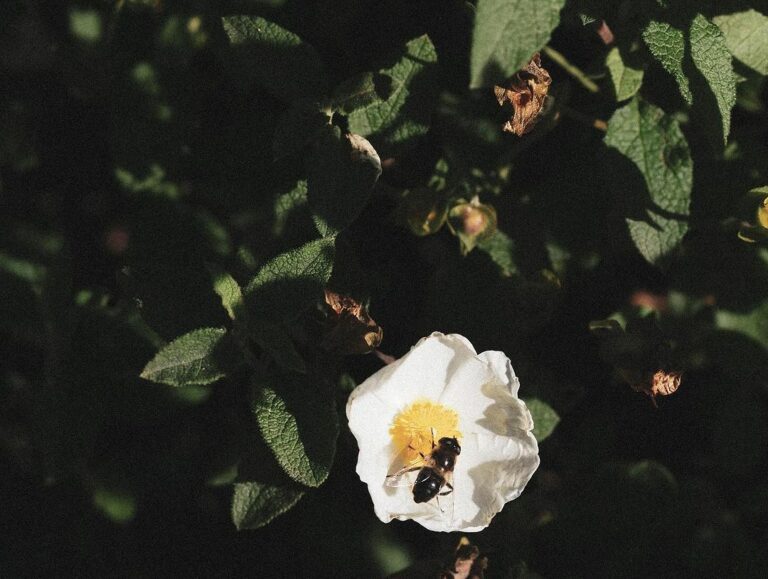 Snapinsta.app 442386575 18437713267013919 4291119903417151216 n 1080 768x579